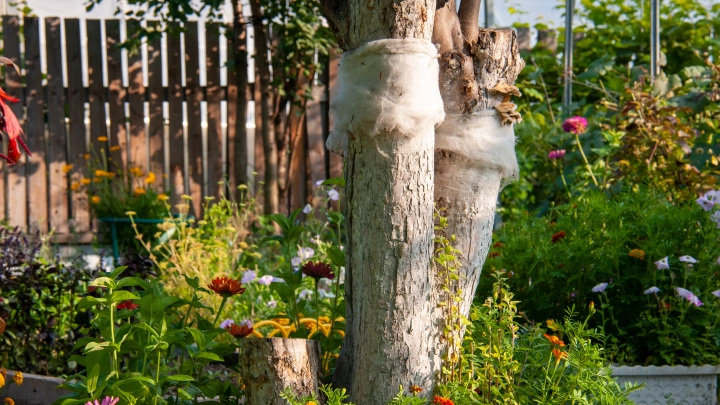 Эти растения на даче выращивать нельзя: Штраф в лучшем случае. Срок тоже возможен