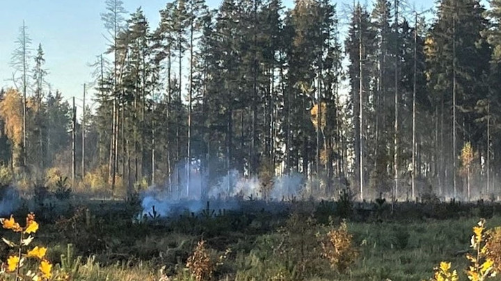 В октябре в Подмосковье случилось четыре лесных пожара