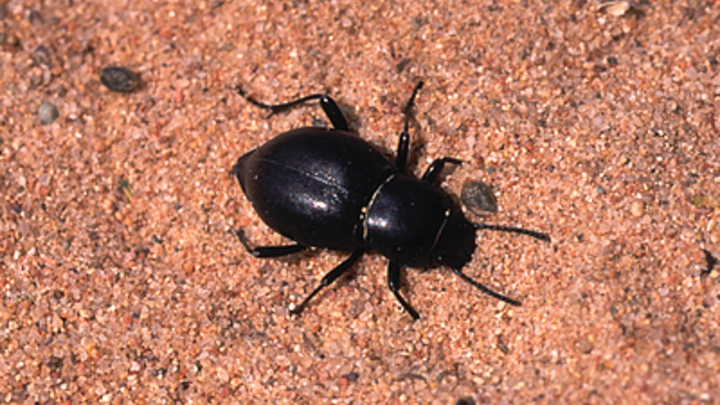 Шафран увидела знак в нашествии жуков в Аргентине: Катаклизмы не случайны