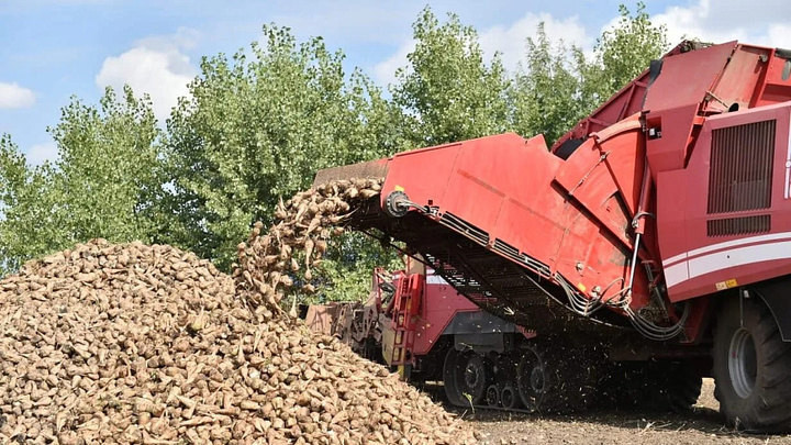 В Краснодарском крае собрали первый миллион тонн сахарной свеклы