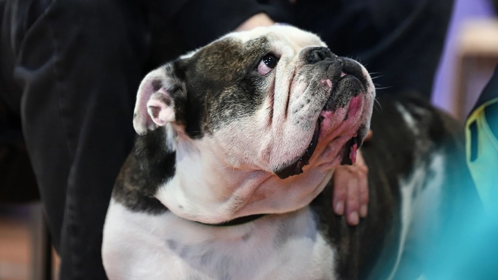 В Сочи, где хаски отгрызли лицо ребёнку, бросили агрессивного бульдога. Жители забили тревогу