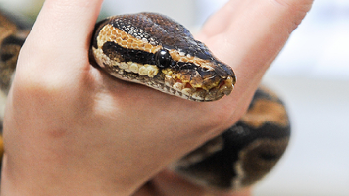 12 июня 2025: Что категорически запрещено делать в Змеиный праздник