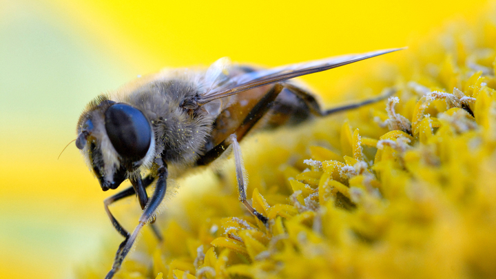 Укус пчелы из вымирающей деревни стал роковым для москвички