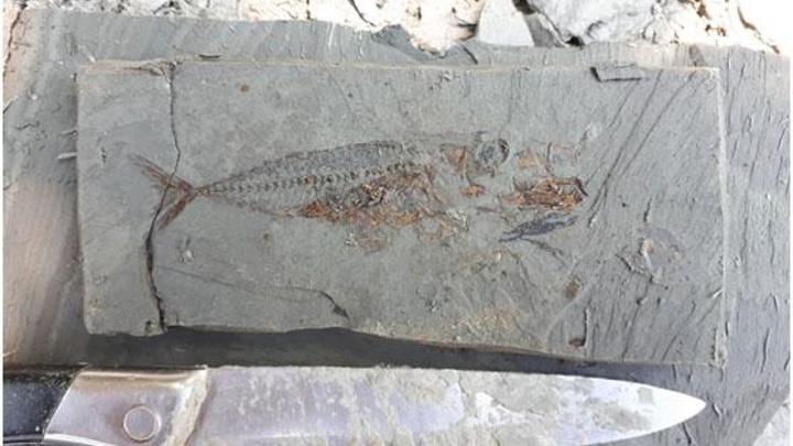 В Апшеронском районе нашли останки рыб возрастом 17 млн лет