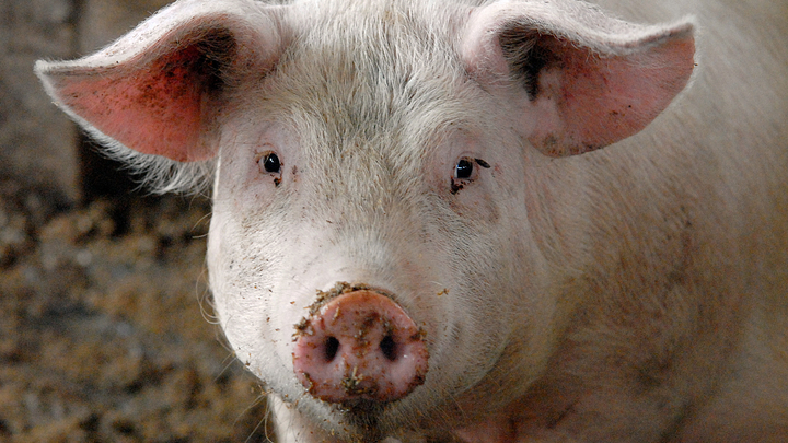 А мясо куда? На Кубани из-за вспышки африканской чумы свиней ввели карантин