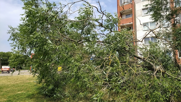 В Самаре произошло ЧП из-за сильного ветра: дерево упало на два автомобиля