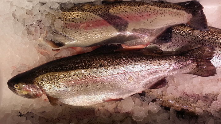 В морпорт Сочи из-за шторма вынесло 300 тонн форели