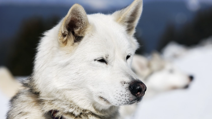 Единственный подарок Ким Чен Ына, о котором открыто рассказали в Кремле