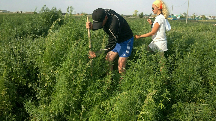 В Свердловской области арестовали семена конопли, выращенной по инициативе губернатора