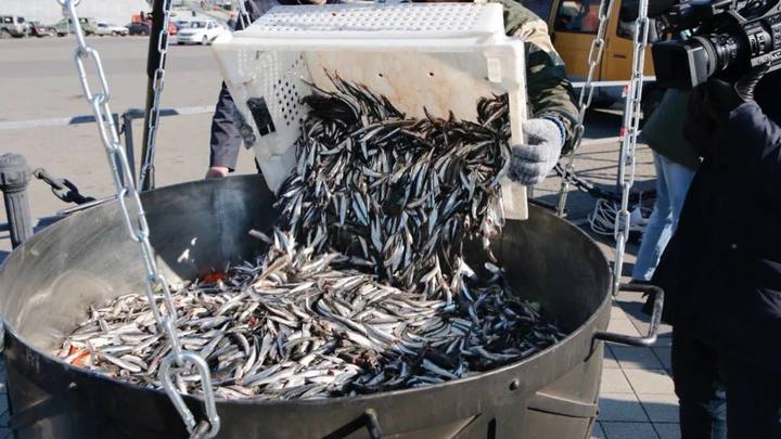 В Новороссийске в три раза сократился годовой запас хамсы