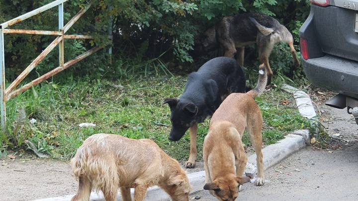 Стая бродячих собак держит в страхе целую улицу в Ростове-на-Дону