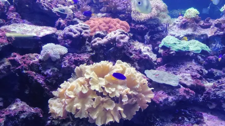 Тысячи синих парусниц заполонили пляж Сан-Франциско