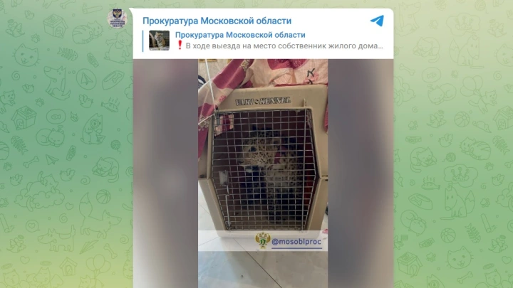 Вслед за тигрёнком из домовладения в Подмосковье изъяли детёныша леопарда