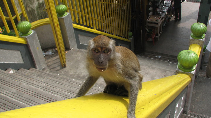 Оставшаяся без хозяина и выпивки обезьяна пустилась во все тяжкие в Индии