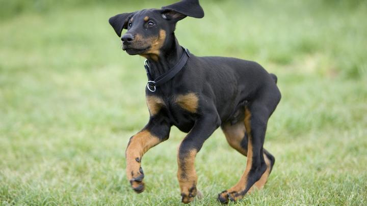 Выли на всю улицу: В московском ЖК отключили фонари после смерти собаки