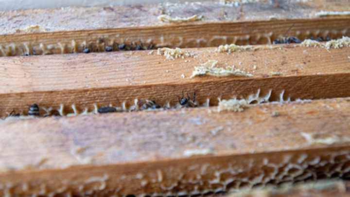 Учёные придумали коварную ловушку для борьбы с азиатскими шершнями