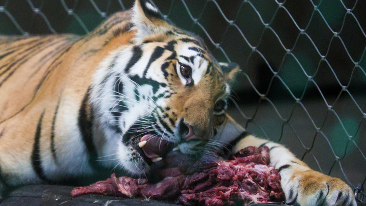 Утащил в лес на глазах жены. В Малайзии тигр напал на справлявшего нужду мужчину