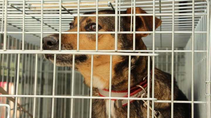 За год в Краснодаре хотят стерилизовать тысячу бродячих животных