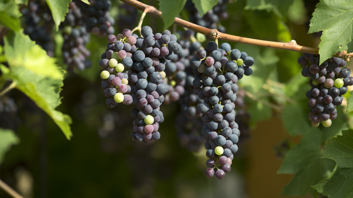 Врач-диетолог Мухина посоветовала не есть виноград людям старше 60 лет