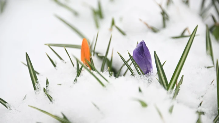 Москва снова ощутит дыхание зимы: Синоптики обещают заморозки и снег в выходные
