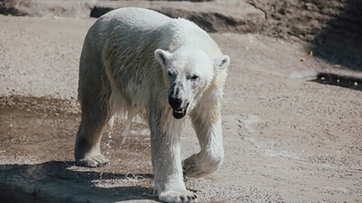 Смертельная фотоохота: два белых медведя напали на смотрителя станции