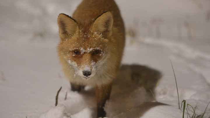 Очаг бешенства появился возле девятиэтажки в Новосибирске