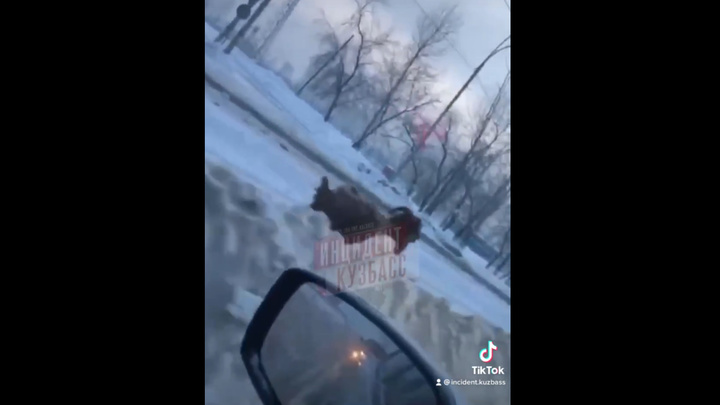 В Кемерове объявлена награда за поимку сбежавшего барана