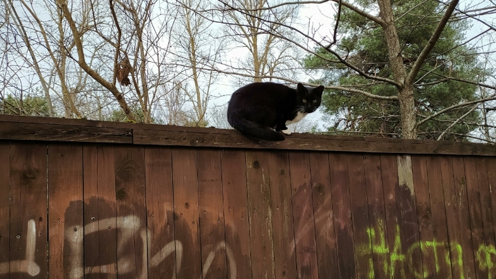В Кольчугинском районе приставы обязали женщину поставить забор