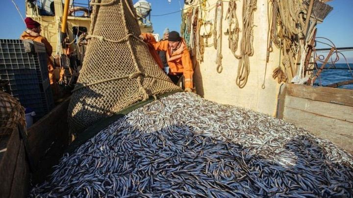 В Новороссийске стартовал сезон ловли хамсы