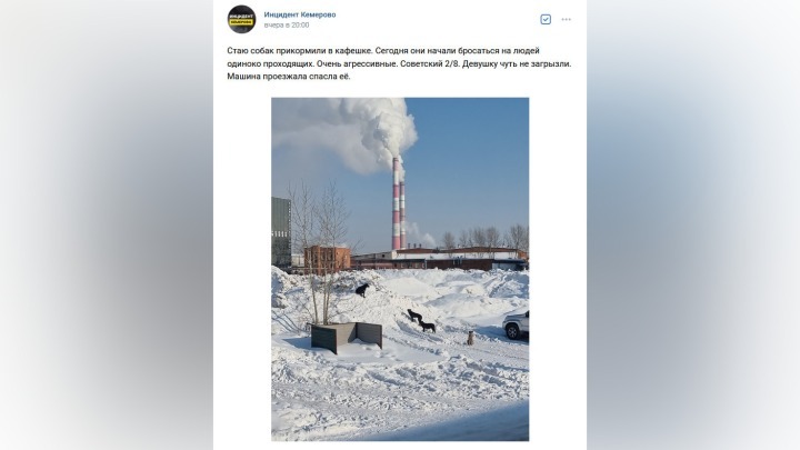 Стая собак набросилась на женщину в Кемерове