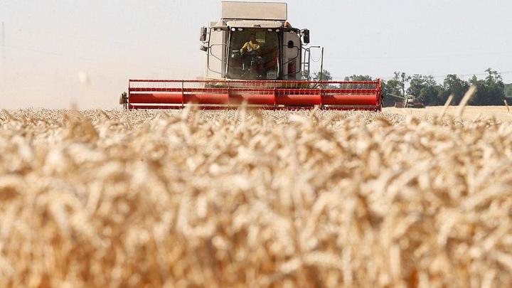 На Кубани началась уборка пшеницы