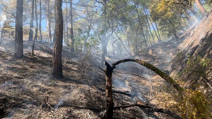 Под Геленджиком снова огнём охвачен лес