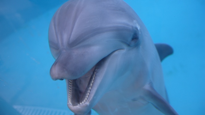 У дельфинов нашли интересную особенность, которая роднит их с людьми