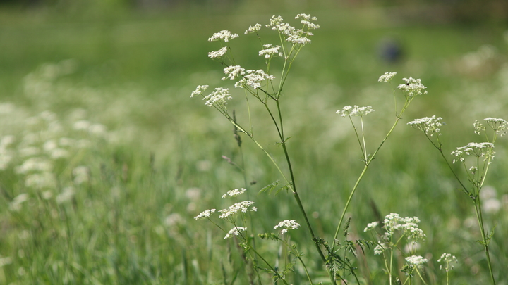 Видишь мину?: Гражданка Канады показала пугающее фото из Донецка