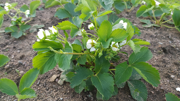 Как ухаживать за клубникой в июне – полезные советы от агронома