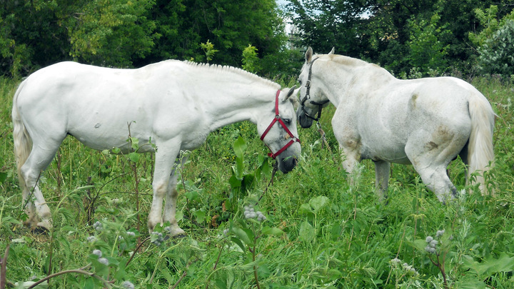 Фрол и Лавр 31 августа: лошадей окропляют святой водой и не жалеют для них лакомств
