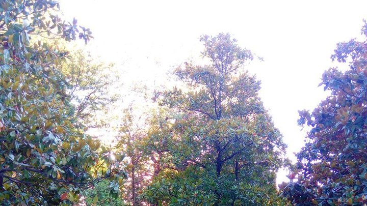 Сочинцы собирают подписи, чтобы не допустить стройку на месте реликтового парка