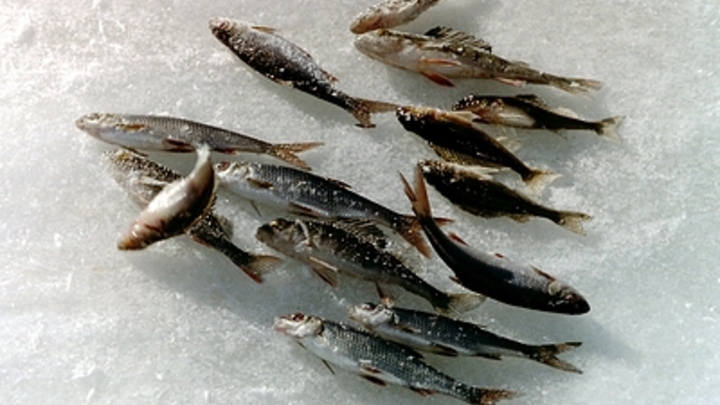 Рыбакам из Сочи запретили ловить маленькую барабулю