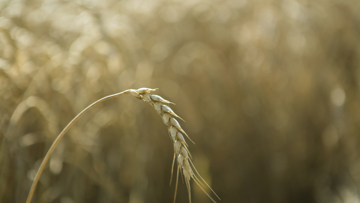 Володин - о зерновой сделке: Меньше 3% продовольствия досталось беднейшим странам