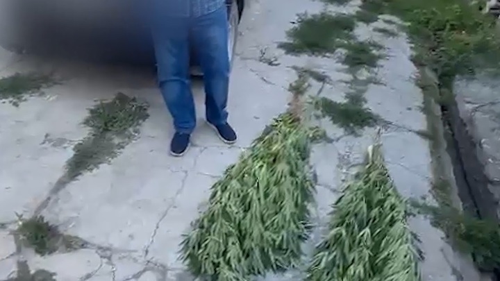 В Крымске пожилой мужчина хранил в летней кухне коноплю, марихуану и гашиш