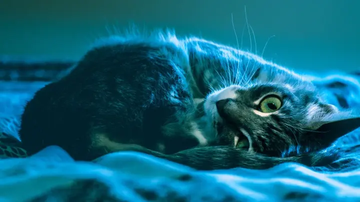 Ждал 40 дней, а затем бросился на поиски: Кот не мог смириться со смертью хозяина