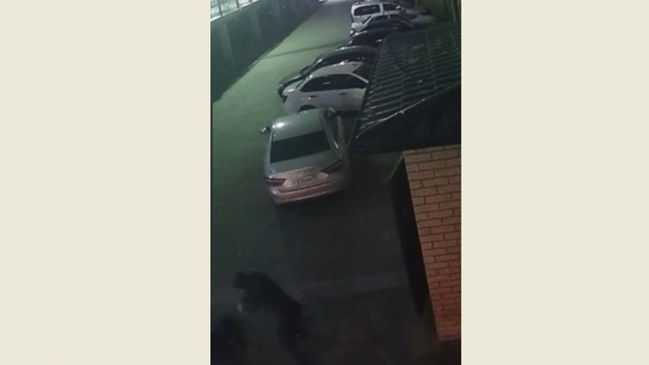 Убийство бойца ММА Мухаммада Мутаева попало на видео Убийство бойца ММА Мухаммада Мутаева попало на видео