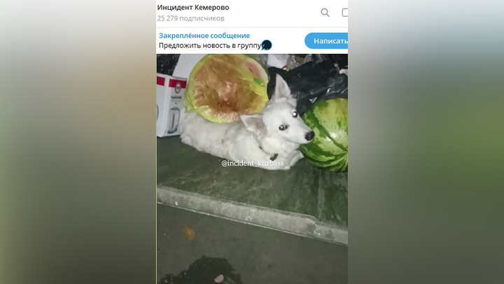 Собаку с цепью на шее обнаружили в мусорке жители Кемерова