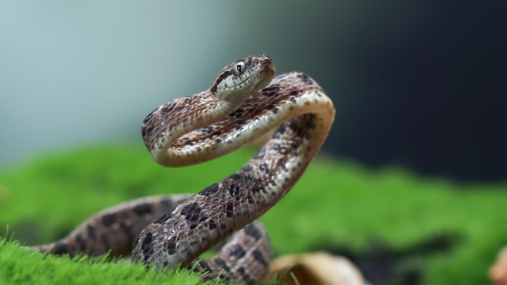 Питон напал на буддийского монаха в Таиланде и пытался его задушить