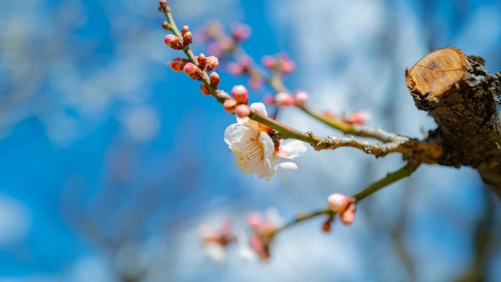 Стало известно, когда в Москву придёт настоящая весна