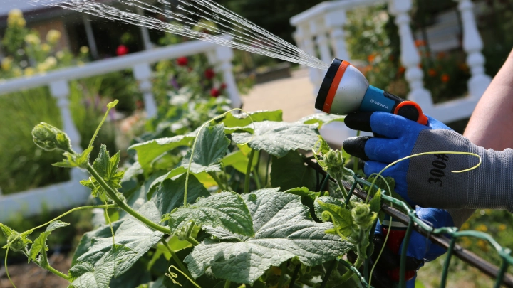 Садовый бред: какие народные средства для растений могут навредить урожаю