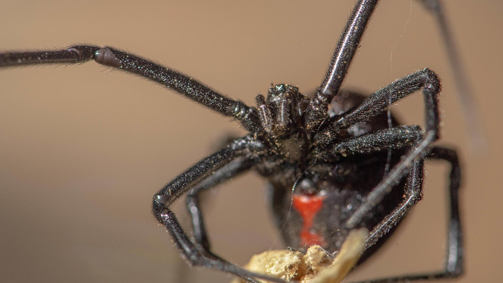 В Москве женщина нашла в клубнике с рынка черного ядовитого паука