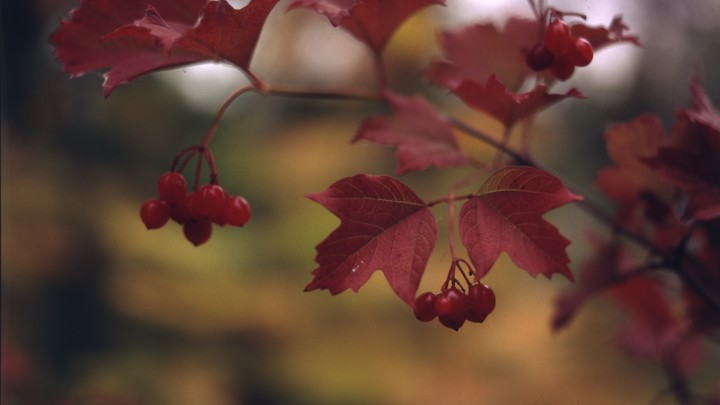 Народные приметы на 11 августа: что можно и нельзя делать в Калинов день