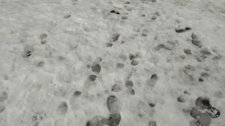 В Прикамье пришли первые ночные заморозки