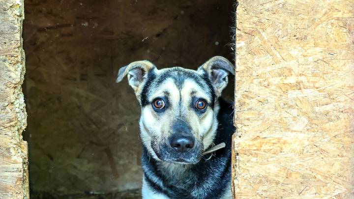 Зеленые требуют наказать беженцев - владельцев брошеных животных в Шебекино